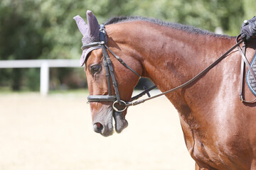 Photo shot of a beautiful show jumper horse on natural background