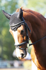 Photo shot of a beautiful show jumper horse on natural background