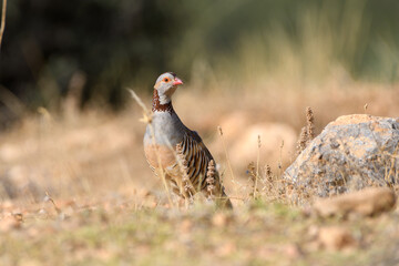 Barbary Partridge (Alectoris Barbara) in the wild