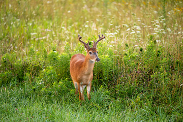 White-tailed deer buck in an open meadow