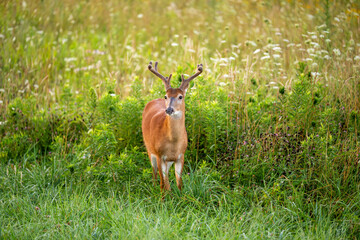 White-tailed deer buck in an open meadow