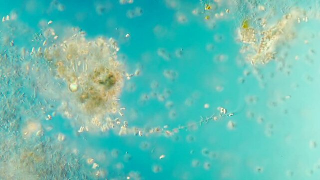 Colorful Bacteria under 40x DIC Microscopy #5