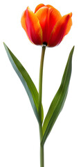 Obraz premium [Transparent Background PNG]Single Red and Yellow Tulip on White Background
