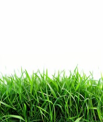 Fototapeta premium green grass isolated on white background with copy space