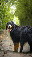 Bernese mountain dog portrait on tropical forest