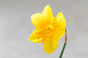 Yellow narcissus. Narcissus head. Light gray background. Close-up
