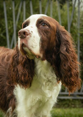 Brown and white springer spaniel portrait