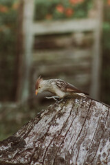 A Guira Cuckoo bird (Guira guira) perched on a tree branch, with predominantly white plumage and black details on the wings and tail. The bird has an orange spiky crest and a yellow beak. The backgrou