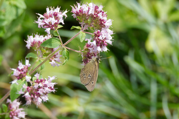 Ringlet (Aphantopus hyperantus) butterfly sitting on a pink flower in Zurich, Switzerland