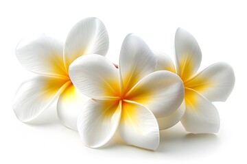 Elegant Plumeria Blossoms with Soft Yellow Accents
