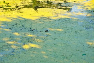 niespodziewany gość 