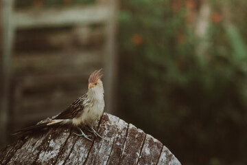A Guira Cuckoo bird (Guira guira) perched on a tree branch, with predominantly white plumage and black details on the wings and tail. The bird has an orange spiky crest and a yellow beak. The backgrou