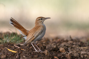 Close-up shot of Rufous-tailed Scrub Robin (Cercotrichas galactotes)