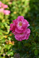 ękny ogród pełen róż