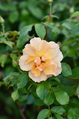 
Piękny ogród pełen róż