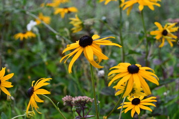 żółty kwiat rudbekii