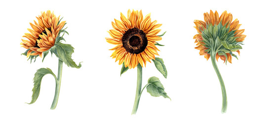 Single three sunflowers on stem. Field wild yellow flower with leaves. Floral elements for rustic decor. Watercolor illustration of bright plants. For cards, invitations, bouquet decoration