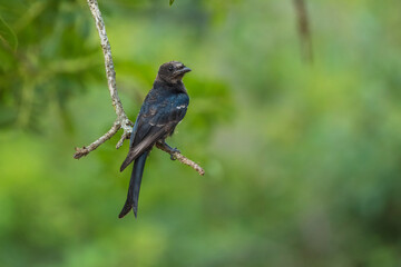 The smart Black Drongo Dicrurus macrocercus posing on a curve branch against green background