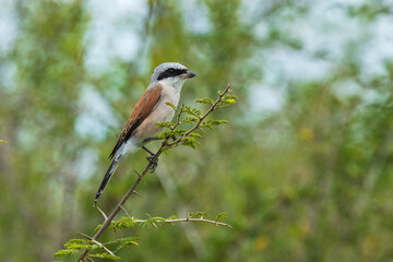 Red-backed shrike on the branch