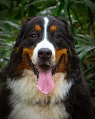 Bernese mountain dog portrait on tropical forest