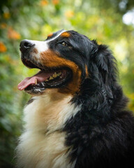 Bernese mountain dog portrait on tropical forest