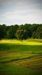 landscape with green grass and sky and tree Poland
