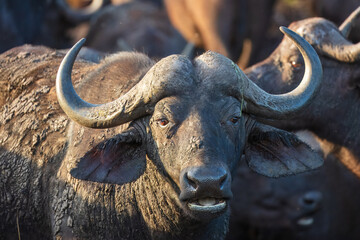 Portrait of african buffalo in natural habitat, kruger national park, south africa., high...