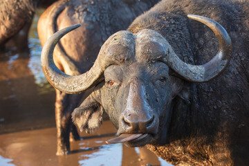 Portrait of african buffalo in natural habitat, kruger national park, south africa., high...