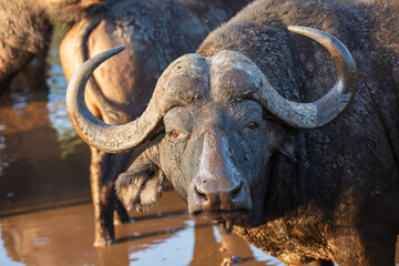 Portrait of african buffalo in natural habitat, kruger national park, south africa., high...