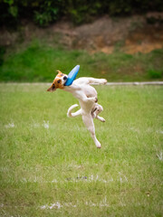 Jack russell terrier catching frisbee disc in the air on grass background