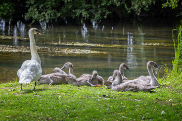 Adult Swan guarding juvenile young cygnets sitting on riverside in Salisbury, Wiltshire, UK