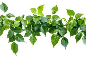 Lush Green Leaves in a Natural Arrangement