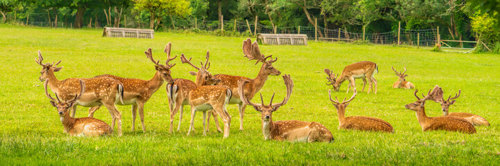 The New Forest Hampshire England Uk wild deer panoramic view