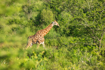 The giraffe is an African artiodactyl mammal, the tallest living terrestrial animal and the largest ruminant. Kruger National Park South Africa, 6k resolution
