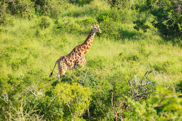 The giraffe is an African artiodactyl mammal, the tallest living terrestrial animal and the largest ruminant. Kruger National Park South Africa, 6k resolution
