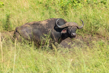 Portrait of african buffalo in natural habitat, kruger national park, south africa., high resolution photo