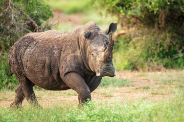 Obraz premium An endangered white rhinoceros (Ceratotherium simum) grazing in grassland, South Africa, Hlane Royal National Park, 6k resolution, high resolution photo