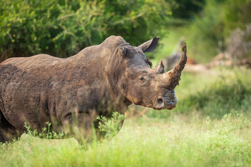 An endangered white rhinoceros (Ceratotherium simum) grazing in grassland, South Africa, Hlane Royal National Park, 6k resolution, high resolution photo