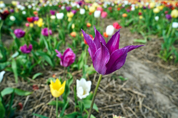 purple blooming tulip flower on the background of colorful flowers in the spring garden