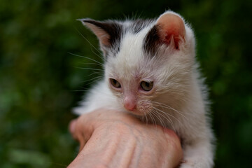 Two-month-old kittens of European breed.