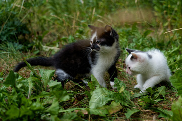 Two-month-old kittens of European breed.
