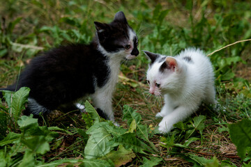 Two-month-old kittens of European breed.