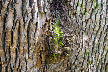 Textura de casca de arvore