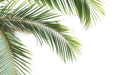Isolated coconut palm leaf on white backdrop long banner