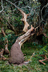 arbol en bosque