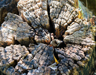 Textura de casca de arvore