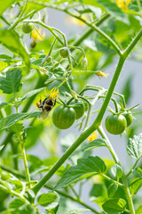 Bumblebee collecting pollen from tomato plant with small green cherry tomatoes in garden