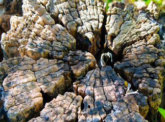 Textura de casca de arvore