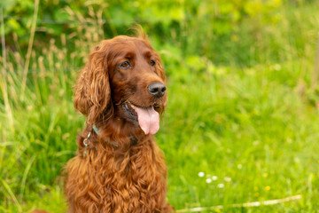 Beautiful Irish setter resting in the garden during summer. Brown dog breed Irish setter with his tongue hanging out outdoors in the park.