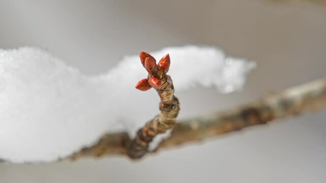 オオヤマザクラの冬芽（2月撮影）
